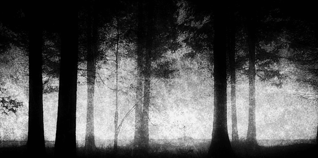 black and white image of a forest with an eerie feeling.